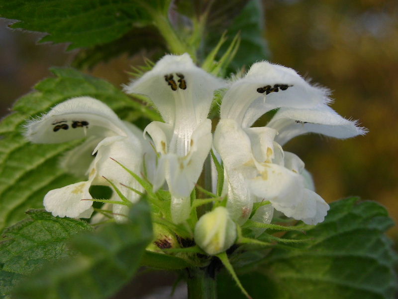 Lamium album / Falsa Ortica bianca
